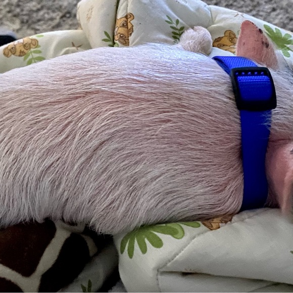 The newest addition to our familyπ·π - Picture 6 of 6